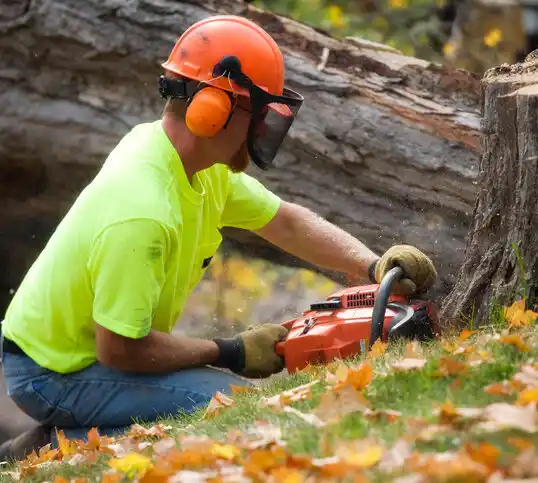 tree services Mechanicsville